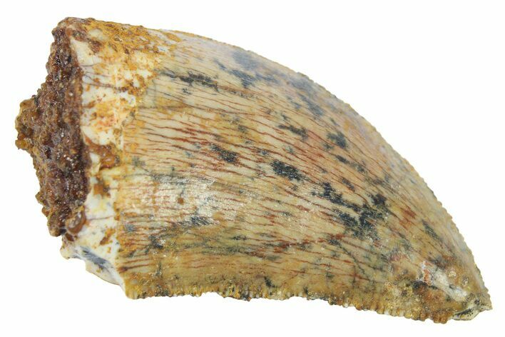 Serrated, Baby Carcharodontosaurus Tooth - Morocco #268893